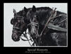 Special Moments - Pets Photo Book