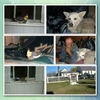 Our Pets - Nature Photo Book