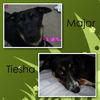 Tiesha & Major - Nature Photo Book