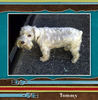 Tommy - Pets Photo Book