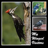 My Winged Visitors - Nature Photo Book