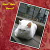 喵~喵~喵!! - Nature Photo Book
