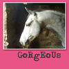!! GoRgEoUs HoRsEs !! - Nature Photo Book