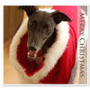 Christmas 2008 - Holiday Photo Book