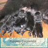Cucciolata C 30 marzo 2009 - Pets Photo Book