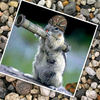 Rabid Squirrels - Photo Book