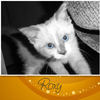 Roxy - Pets Photo Book