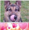 German Shepherds  - Pets Photo Book