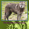 The Three Little Pigs - Nature Photo Book
