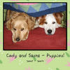 Cody and Sasha - Puppies! - Nature Photo Book