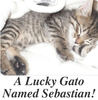 Sebastian - Pets Photo Book