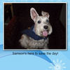 The life of Samson. - Nature Photo Book