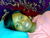 Precie Udy